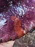  ( - FDS-CA-00737)  @11 [ ] by-nc (2024) Taye Bright Fungal Diversity Survey