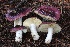  (Russula sp. Woo51a - FDS-CA-00737)  @11 [ ] by-nc (2024) Taye Bright Fungal Diversity Survey