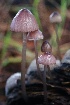  ( - FDS-CA-00738)  @11 [ ] by-nc (2024) Taye Bright Fungal Diversity Survey