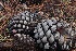  ( - FDS-CA-00738)  @11 [ ] by-nc (2024) Taye Bright Fungal Diversity Survey