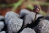  ( - FDS-CA-00738)  @11 [ ] by-nc (2024) Taye Bright Fungal Diversity Survey