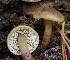  ( - FDS-CA-00740)  @11 [ ] by-nc (2024) Taye Bright Fungal Diversity Survey