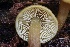  ( - FDS-CA-00740)  @11 [ ] by-nc (2024) Taye Bright Fungal Diversity Survey