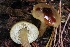 ( - FDS-CA-00740)  @11 [ ] by-nc (2024) Taye Bright Fungal Diversity Survey