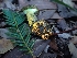  ( - HAY-F-007957)  @11 [ ] by-nc (2023) Sadie Hickey Fungal Diversity Survey