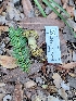 ( - HAY-F-007957)  @11 [ ] by-nc (2023) Sadie Hickey Fungal Diversity Survey