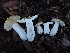  (Russula sp. basifurcata-PNW01 - HAY-F-007979)  @11 [ ] by-nc (2023) Sadie Hickey Fungal Diversity Survey