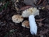 ( - HAY-F-007979)  @11 [ ] by-nc (2023) Sadie Hickey Fungal Diversity Survey