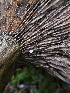  (Lactarius olivaceoumbrinus - FDS-CA-02103)  @11 [ ] by (2024) Mandy Hackney Fungal Diversity Survey