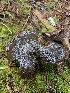  ( - FDS-CA-02103)  @11 [ ] by (2024) Mandy Hackney Fungal Diversity Survey