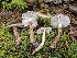  (Hygrophorus whitei - FDS-CA-02200)  @11 [ ] by (2024) Mandy Hackney Fungal Diversity Survey
