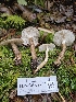  ( - FDS-CA-02200)  @11 [ ] by (2024) Mandy Hackney Fungal Diversity Survey