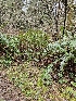  ( - FDS-CA-02200)  @11 [ ] by (2024) Mandy Hackney Fungal Diversity Survey