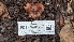  ( - FDS-CA-01707)  @11 [ ] c (2024) Michelle C. Torres-Grant Fungal Diversity Survey