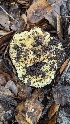  (Russula sp. Green-Madrone - FDS-CA-01708)  @11 [ ] c (2024) Michelle C. Torres-Grant Fungal Diversity Survey