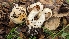  ( - FDS-CA-01713)  @11 [ ] c (2024) Michelle C. Torres-Grant Fungal Diversity Survey