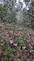  ( - FDS-CA-01713)  @11 [ ] c (2024) Michelle C. Torres-Grant Fungal Diversity Survey