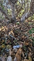  ( - FDS-CA-01718)  @11 [ ] c (2024) Michelle C. Torres-Grant Fungal Diversity Survey