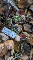  ( - FDS-CA-01718)  @11 [ ] c (2024) Michelle C. Torres-Grant Fungal Diversity Survey