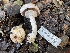  ( - FDS-CA-00579)  @11 [ ] by-nc (2024) Damon Tighe Fungal Diversity Survey