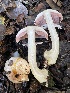 ( - FDS-CA-00579)  @11 [ ] by-nc (2024) Damon Tighe Fungal Diversity Survey