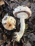  ( - FDS-CA-00579)  @11 [ ] by-nc (2024) Damon Tighe Fungal Diversity Survey