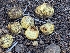 (Rhizopogon mengei - FDS-CA-01344)  @11 [ ] by-nc (2024) Stu Pickell Fungal Diversity Survey