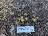  ( - FDS-CA-01344)  @11 [ ] by-nc (2024) Stu Pickell Fungal Diversity Survey