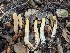  ( - FDS-CA-01346)  @11 [ ] by-nc (2024) Stu Pickell Fungal Diversity Survey