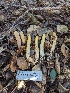  ( - FDS-CA-01346)  @11 [ ] by-nc (2024) Stu Pickell Fungal Diversity Survey