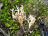  ( - FDS-CA-01357)  @11 [ ] by-nc (2024) Stu Pickell Fungal Diversity Survey