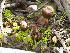  (Entoloma sp. phaeocyathus-CA01 - FDS-CA-01360)  @11 [ ] by-nc (2024) Stu Pickell Fungal Diversity Survey