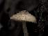  ( - FDS-CA-01302)  @11 [ ] by-nc (2024) Stu Pickell Fungal Diversity Survey