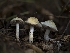 ( - FDS-CA-01310)  @11 [ ] by-nc (2024) Stu Pickell Fungal Diversity Survey