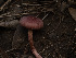  ( - FDS-CA-01305)  @11 [ ] by-nc (2024) Stu Pickell Fungal Diversity Survey