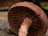  ( - FDS-CA-01305)  @11 [ ] by-nc (2024) Stu Pickell Fungal Diversity Survey
