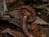  ( - FDS-CA-01305)  @11 [ ] by-nc (2024) Stu Pickell Fungal Diversity Survey
