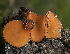  ( - HAY-F-004513)  @11 [ ] by-nc (2023) Stu Pickell Fungal Diversity Survey