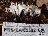  ( - FDS-CA-02302)  @11 [ ] by-nc (2024) Jaren Hockert Fungal Diversity Survey