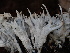  ( - FDS-CA-02302)  @11 [ ] by-nc (2024) Jaren Hockert Fungal Diversity Survey