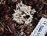  ( - FDS-CA-02302)  @11 [ ] by-nc (2024) Jaren Hockert Fungal Diversity Survey