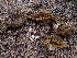  ( - FDS-CA-02301)  @11 [ ] by-nc (2024) Jaren Hockert Fungal Diversity Survey