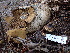  ( - FDS-CA-02301)  @11 [ ] by-nc (2024) Jaren Hockert Fungal Diversity Survey