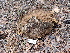  ( - FDS-CA-02301)  @11 [ ] by-nc (2024) Jaren Hockert Fungal Diversity Survey