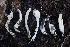  ( - FDS-CA-00746)  @11 [ ] by-nc (2024) Taye Bright Fungal Diversity Survey