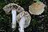  ( - FDS-CA-00751)  @11 [ ] by-nc (2024) Taye Bright Fungal Diversity Survey