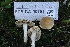 ( - FDS-CA-00751)  @11 [ ] by-nc (2024) Taye Bright Fungal Diversity Survey