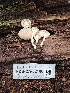  ( - FDS-CA-02108)  @11 [ ] by (2024) Mandy Hackney Fungal Diversity Survey