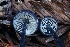  ( - FDS-CA-00768)  @11 [ ] by-nc (2024) Taye Bright Fungal Diversity Survey