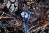  ( - FDS-CA-00768)  @11 [ ] by-nc (2024) Taye Bright Fungal Diversity Survey